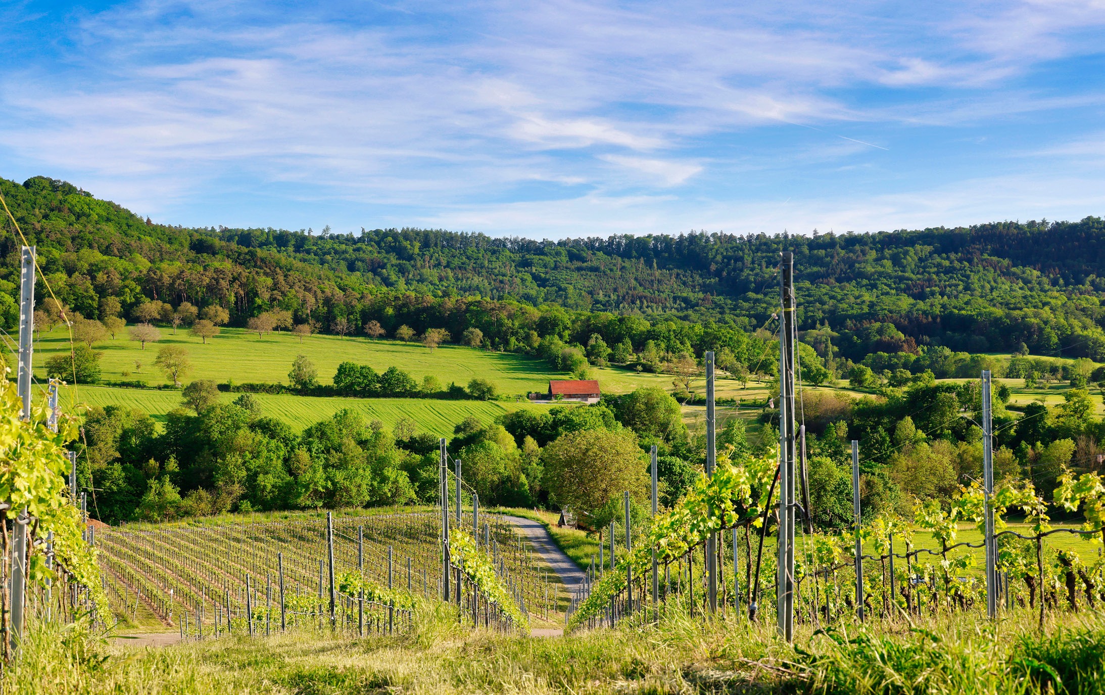 Ländlicher Raum in der Hohenlohe mit Weinbergen und Wiesen