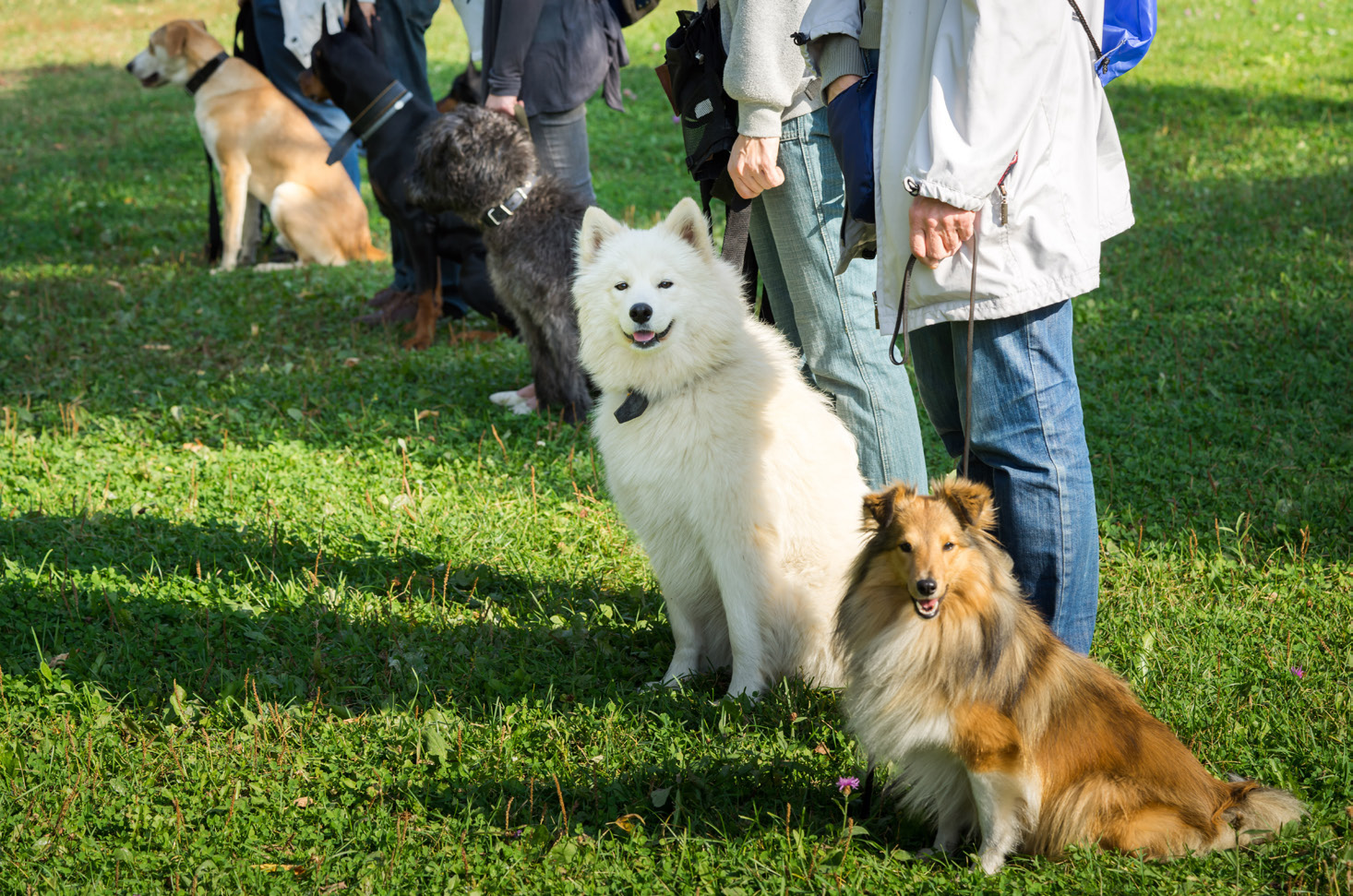 Hunde und ihre Halterinnen und Halter bei einer gemeinsamen Veranstaltung
