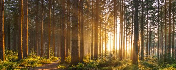 Der Schwarzwald leidet unter Borkenkäfer, Waldbrand und Stürmen