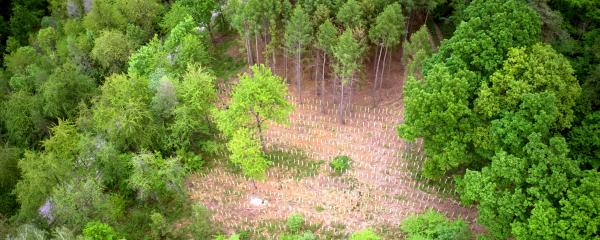 In Obersulm wurde die Aktion "1.000 Bäume für 1.000 Kommunen" unter anderem zur Bepflanzung kahler Stellen im Wald genutzt.