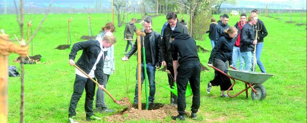Baumpflanzaktion in Freiberg am Neckar