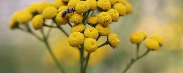 Wildbiene auf gelb blühendem Rainfarn
